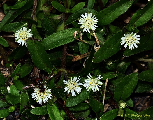 {Eclipta prostrata}